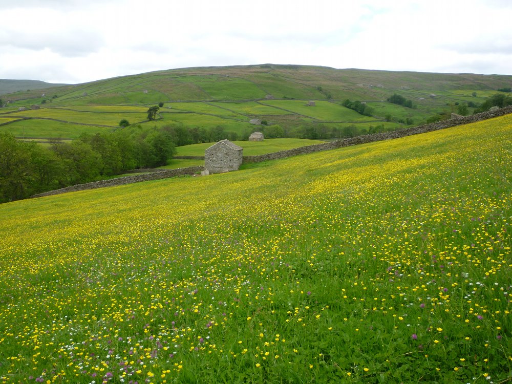 Meadows above Thwaite