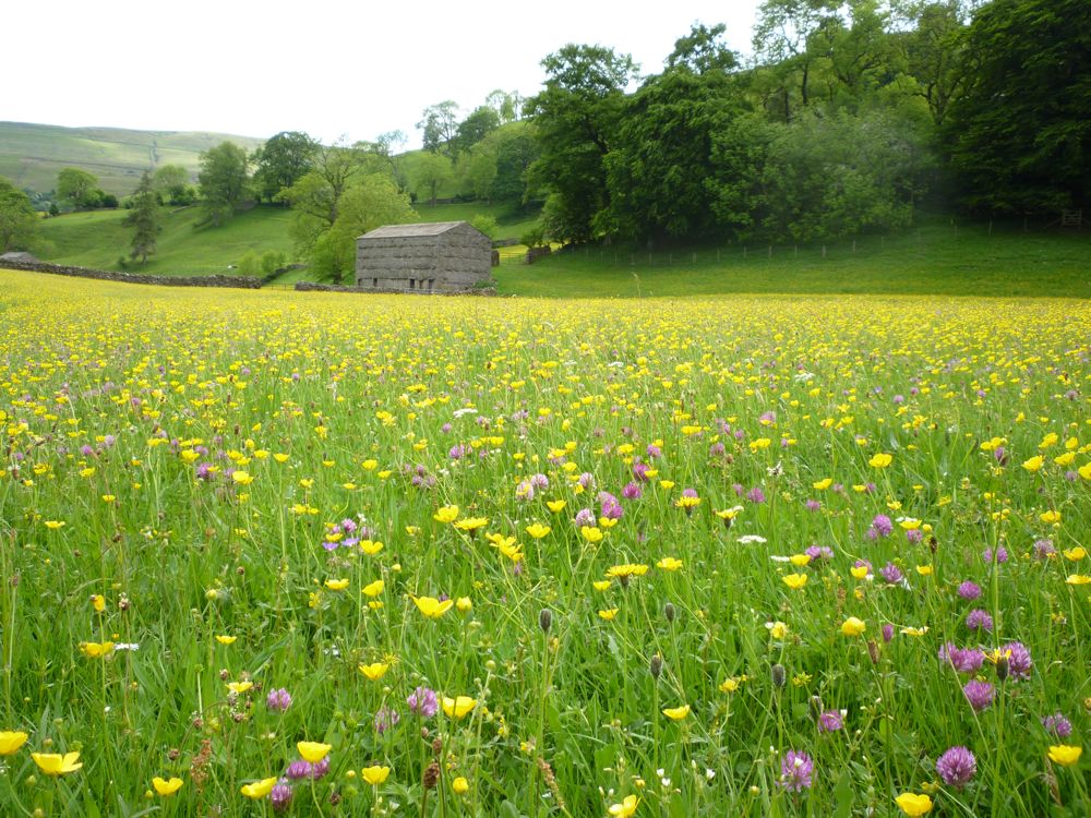 Hay Meadows