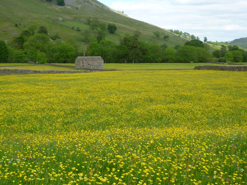 Hay Meadows near Muker