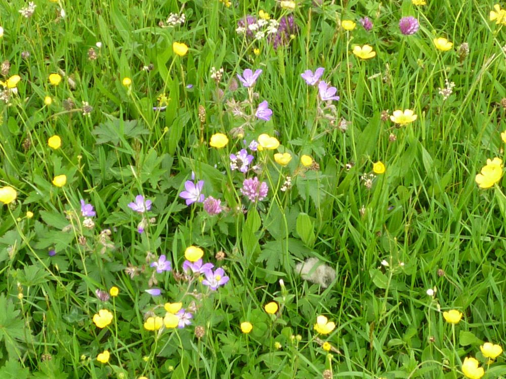 Meadow flowers
