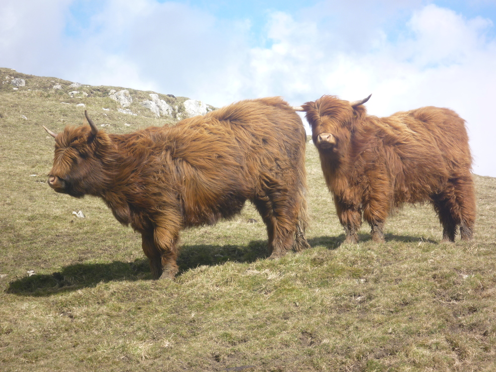 Highland cattle