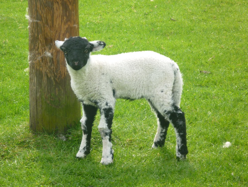 A curious youngster