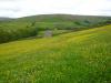 Meadows above Thwaite