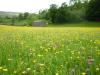 Hay Meadows