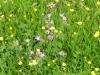 Meadow flowers