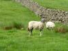 Sheep with blindfold