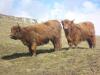 Highland cattle